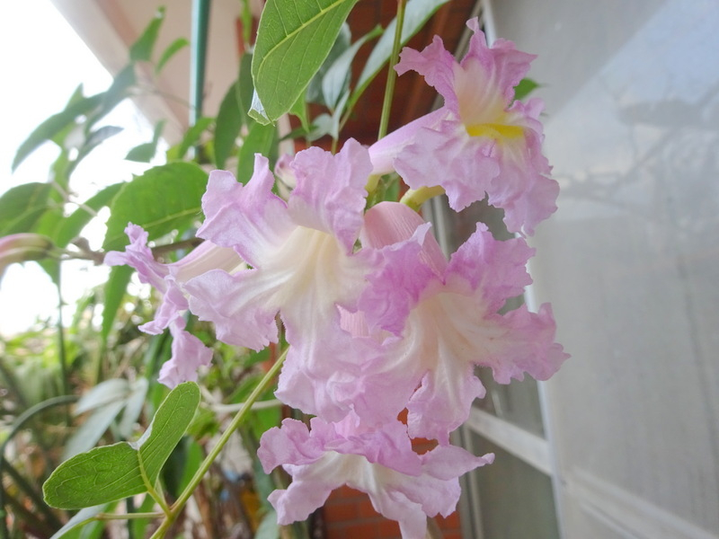 1dsc06824001