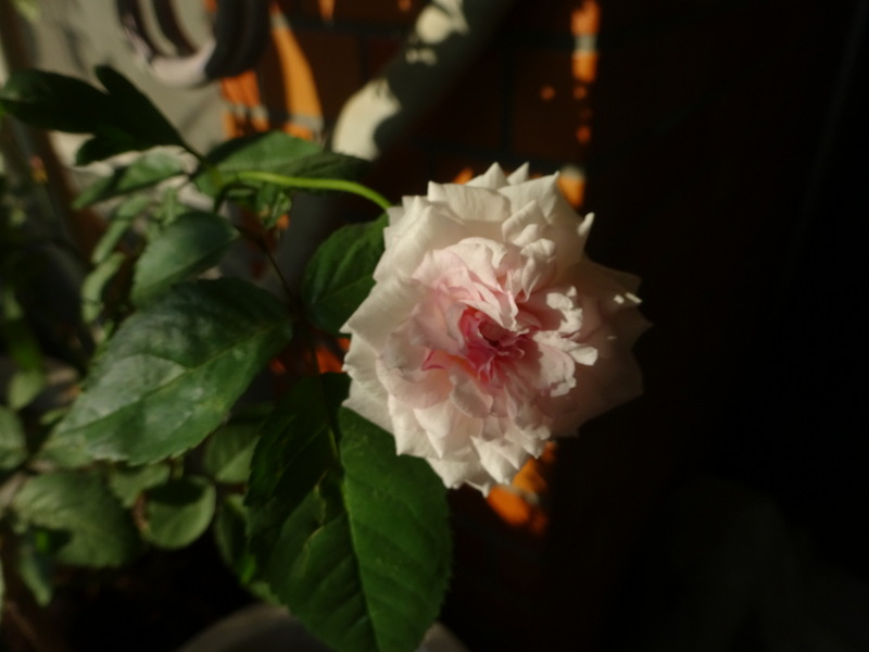 1dsc07870