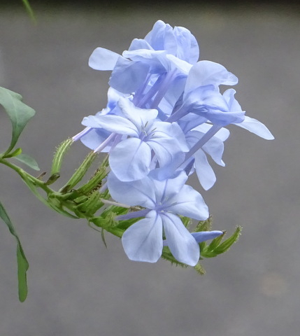 1dsc09679