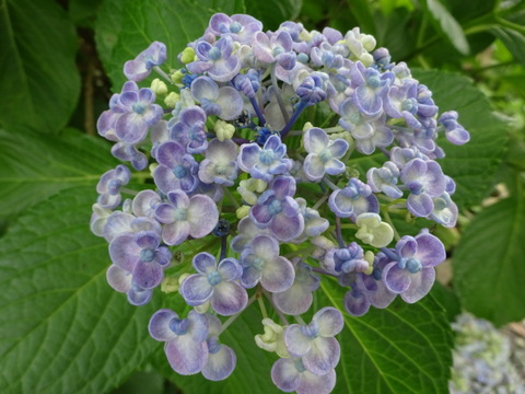 1dsc09726