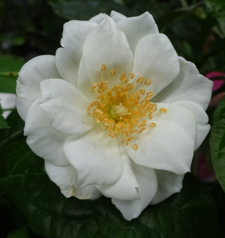 1dsc09806