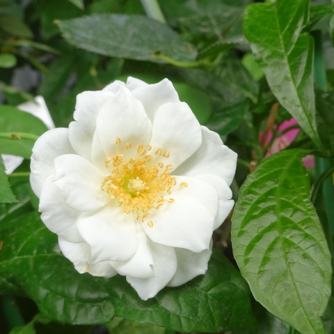1dsc09807