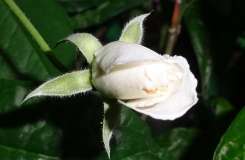 1dsc09802