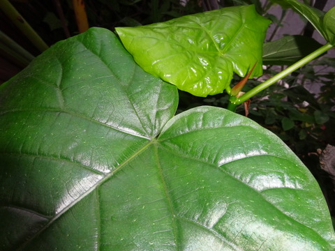 1dsc09798