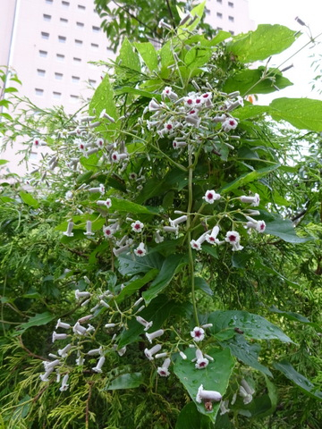 77dsc05483