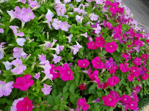 89dsc05495