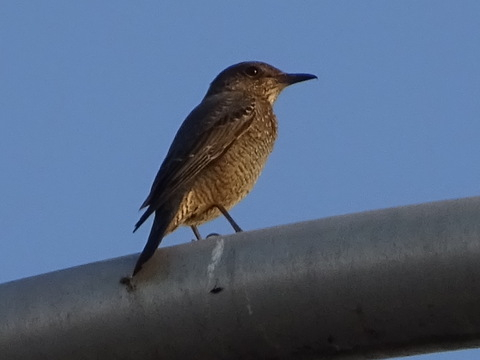 31dsc05616