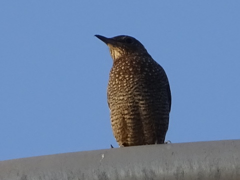 33dsc05619