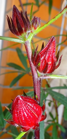 1dsc06036