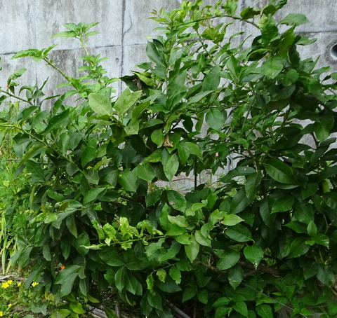 1dsc06064