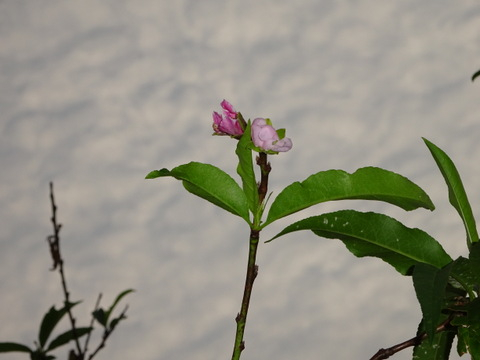 1dsc06099001