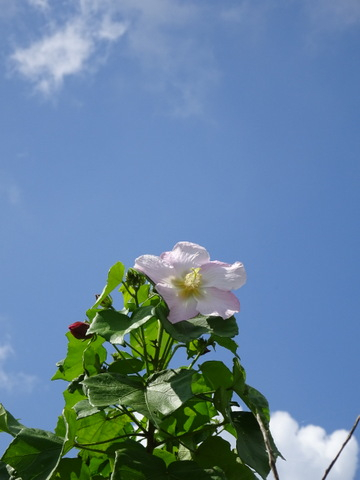4dsc06042001