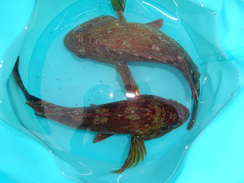 1dsc06174