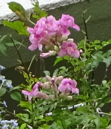 1dsc06248