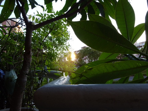 11dsc06596