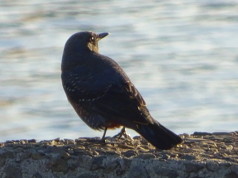 1dsc06506