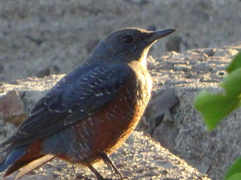 1dsc06512