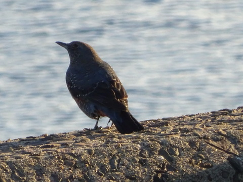 1dsc06513