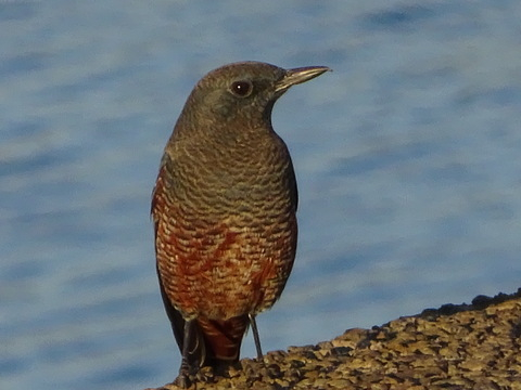 1dsc06514