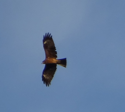 1dsc06521001