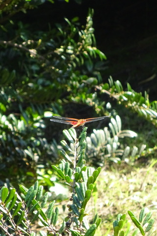 1dsc06749