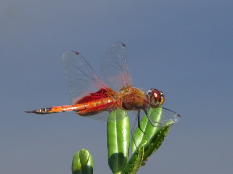 1dsc06753