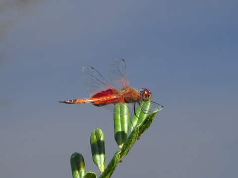 1dsc06754