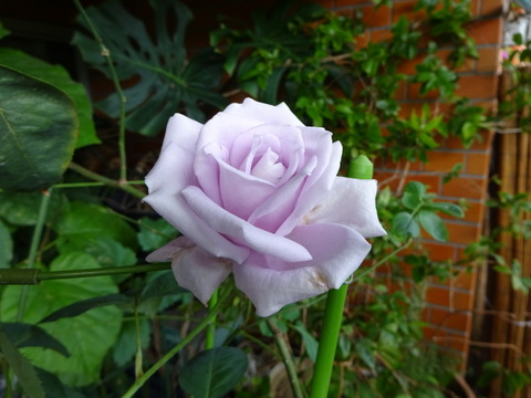 01dsc07131