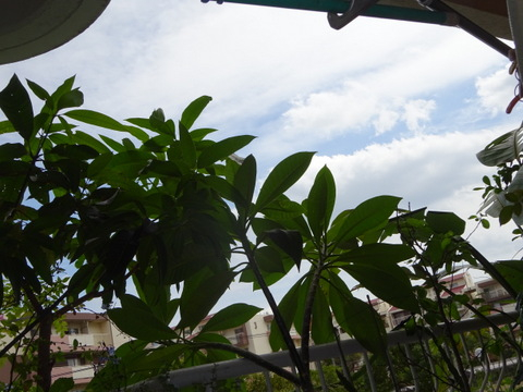 11dsc07141