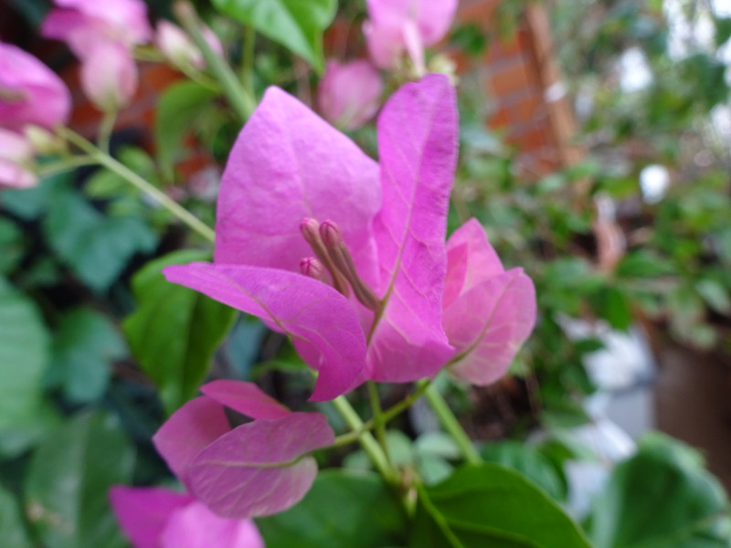 Dsc07036