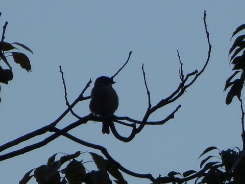 15dsc07271