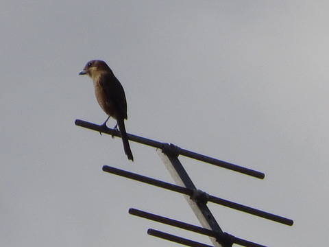 1dsc07361