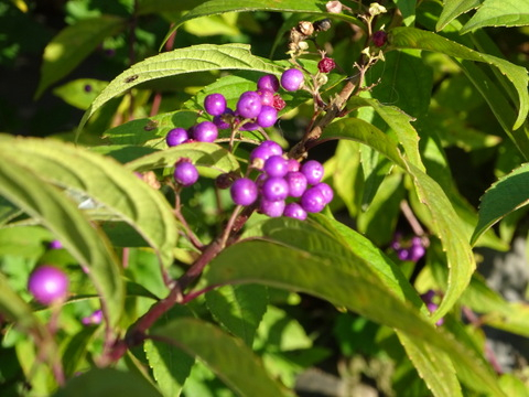 1dsc07373