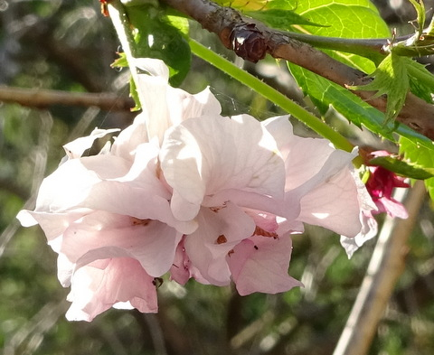 1dsc07376