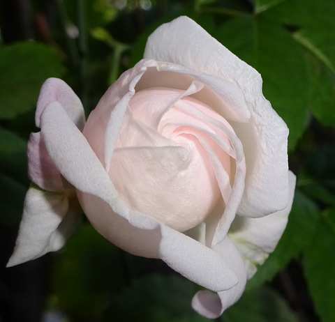1dsc07481