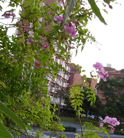 1dsc07482