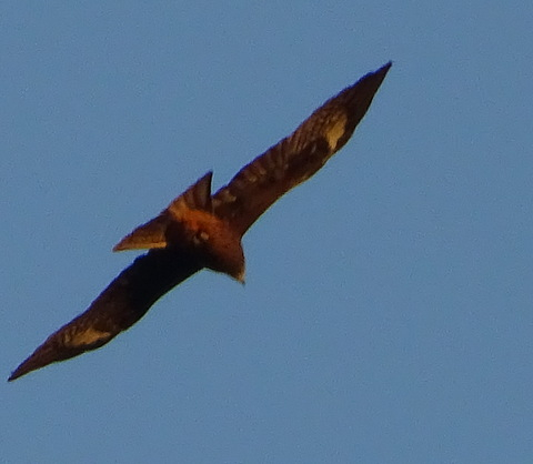 1dsc07496