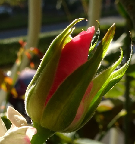 1dsc07522_3